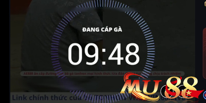 chế độ live đá gà